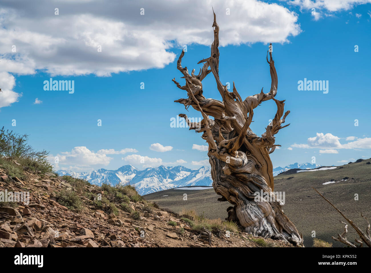 Bristlecone Pine, White Mountain; California, United States of America Stock Photo