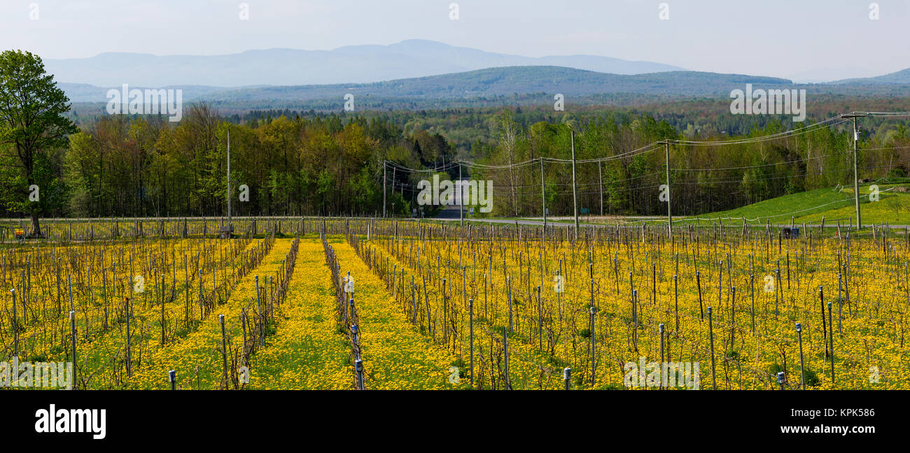 Producing field of Frontenac Gris and Noir Grapes for wine production