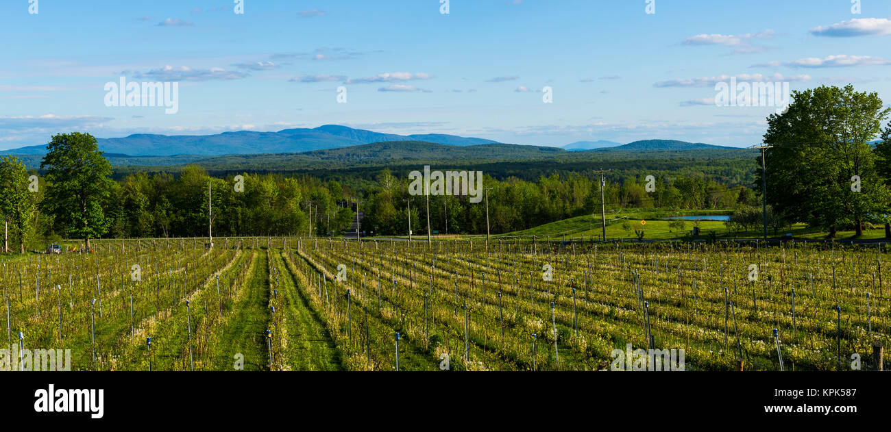 Producing field of Frontenac Gris and Noir Grapes for wine production