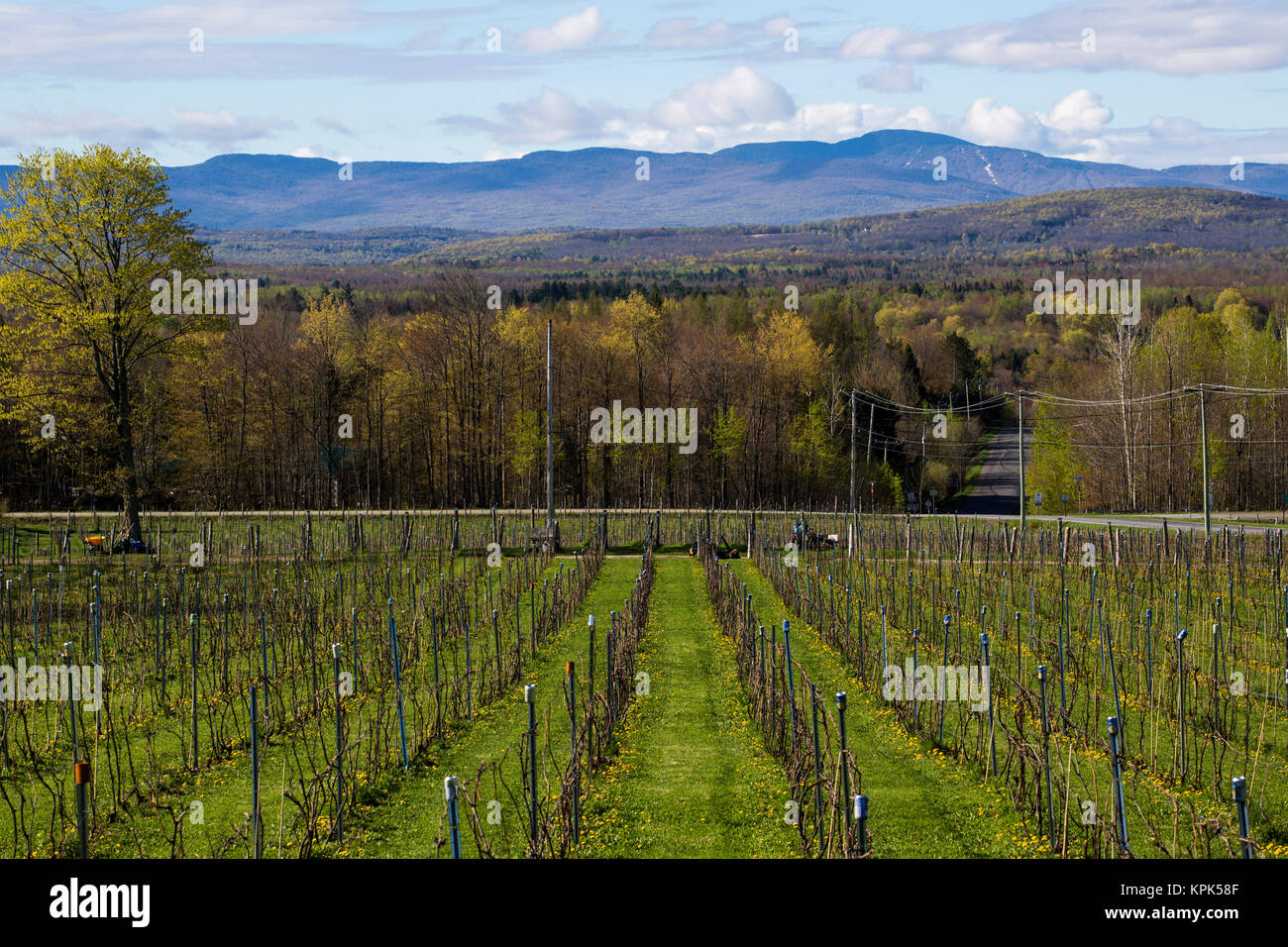 Producing a field of Frontenac Gris and Noir grapes for wine production