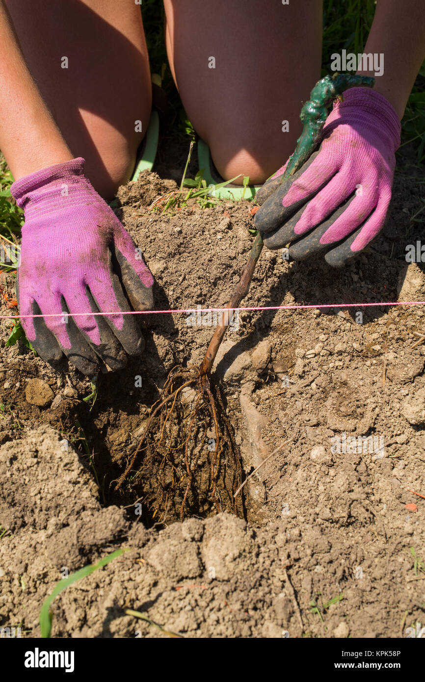 Worker planting grape vines in a field; Shefford, Quebec, Canada Stock Photo
