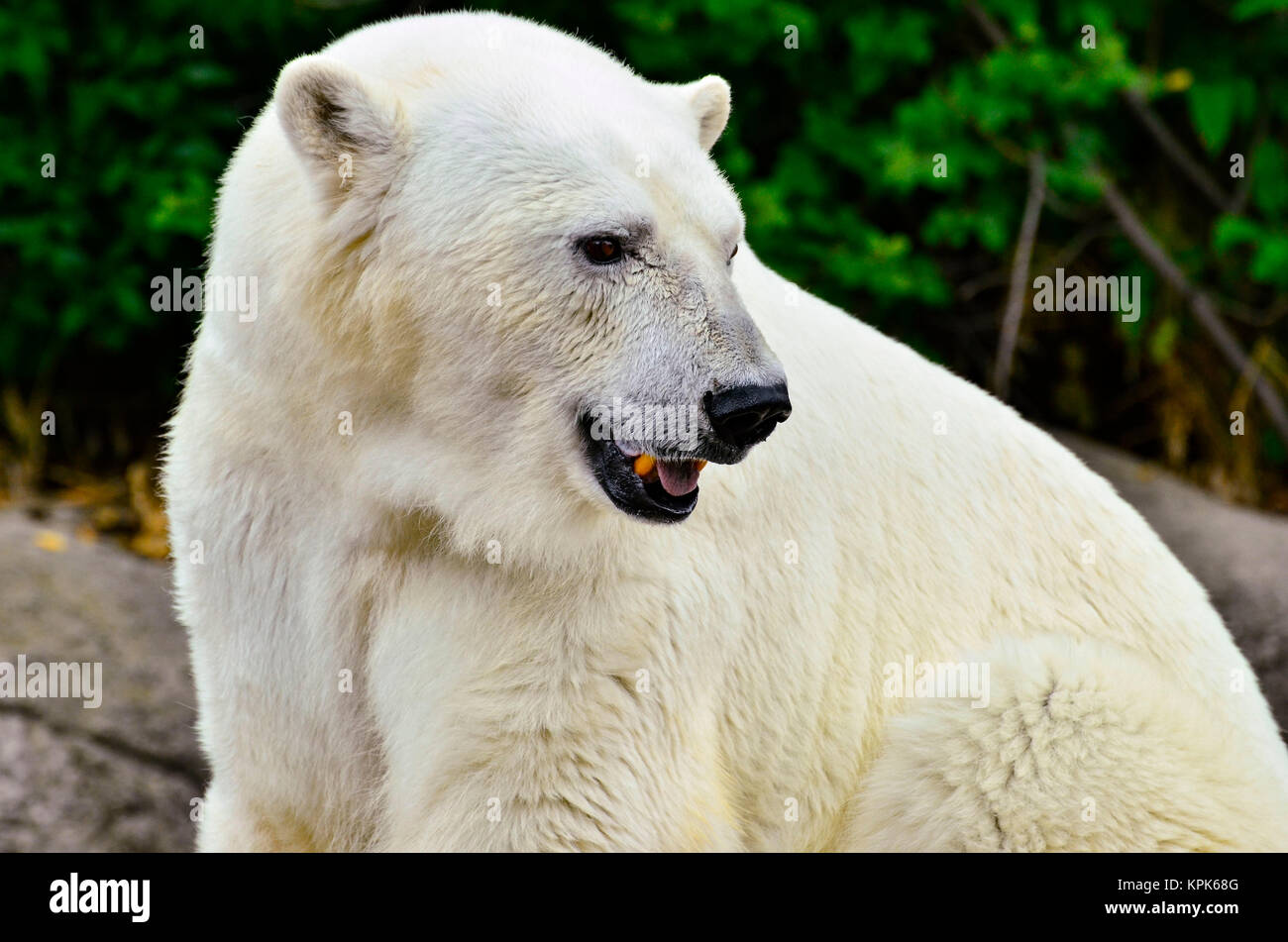 a jubilant polar bear sits against a green tree filled background Stock Photo