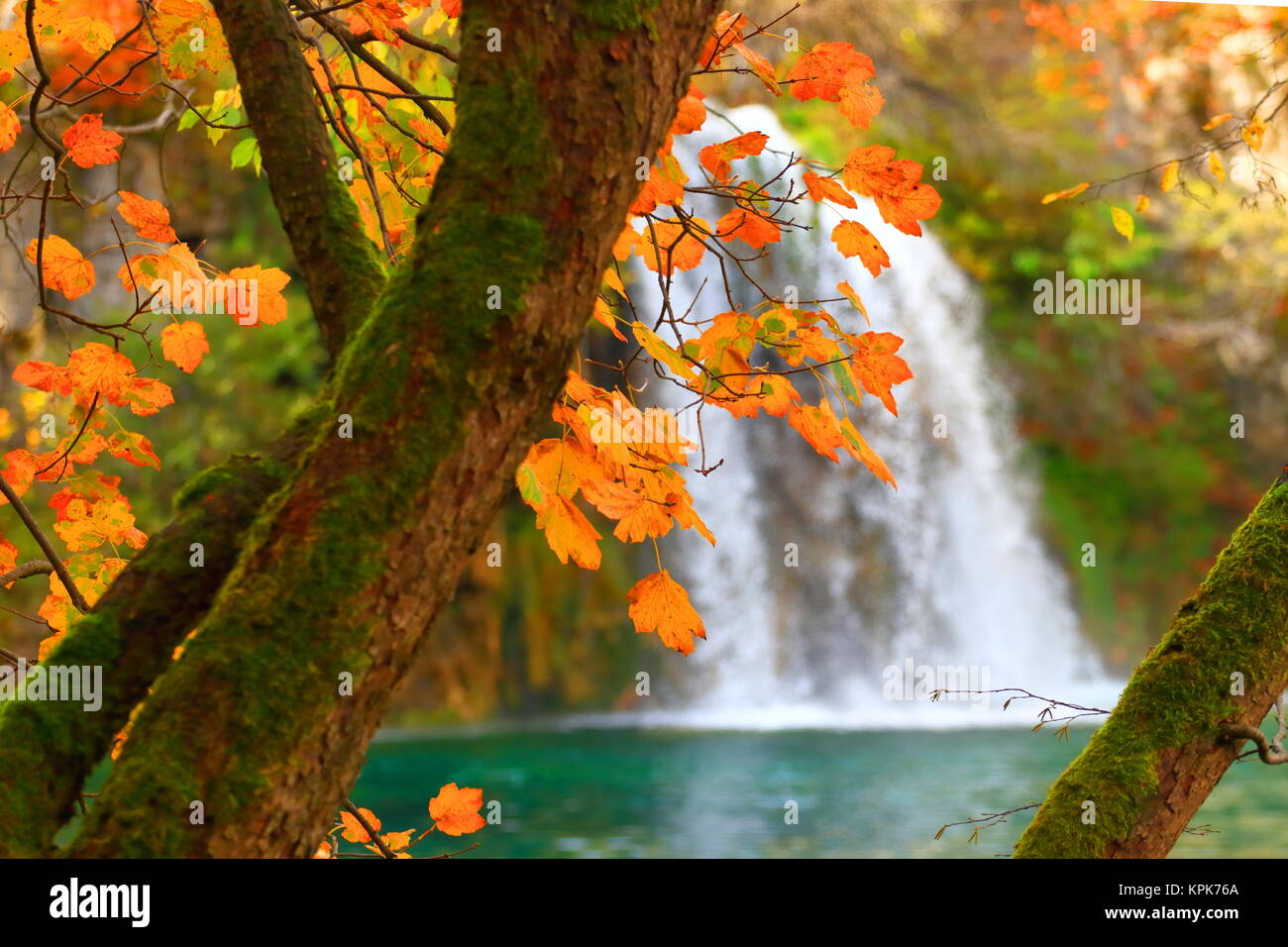 Beautiful nature in autumn, National park Plitvice lakes, Croatia, fall  leaves and blurred waterfall in background Stock Photo - Alamy