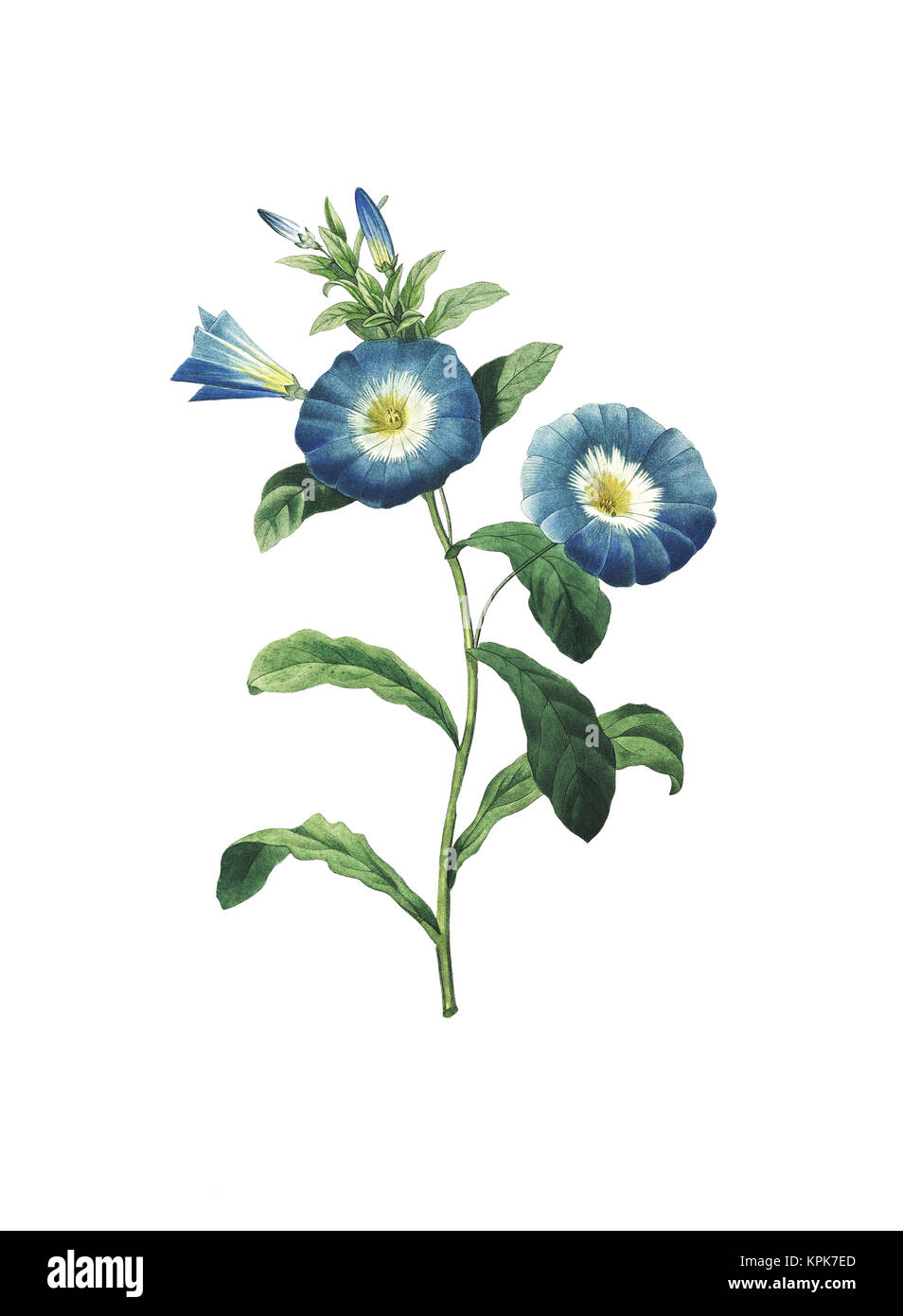 19th-century illustration of a convolvulus tricolor (Dwarf Morning Glory). Engraving by Pierre-Joseph Redoute. Published in Choix Des Plus Belles Fleu Stock Photo