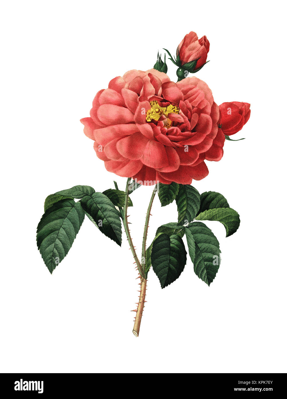 19th-century illustration of a Duchess of Orleans Rose. Engraving by Pierre-Joseph Redoute. Published in Choix Des Plus Belles Fleurs, Paris (1827). Stock Photo