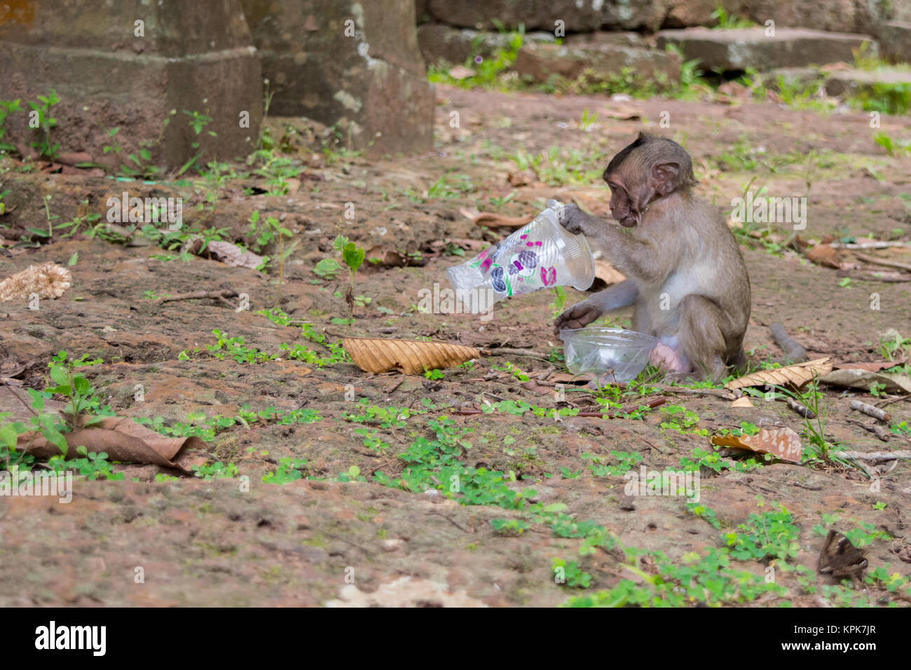 Monkey garbage hires stock photography and images Alamy