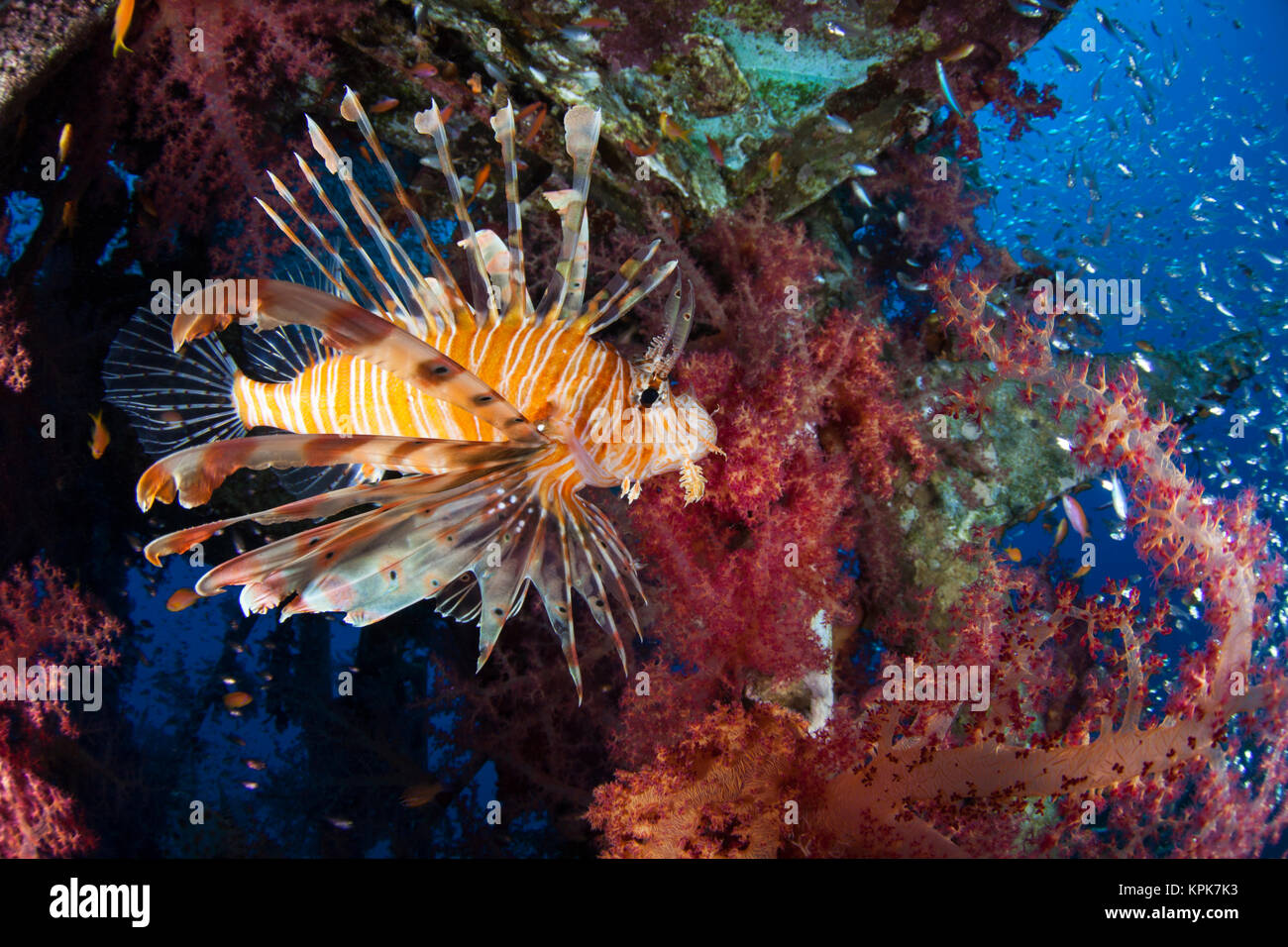 Common Lionfish and Dendronepthya. The habitat is a ship wreck. Stock Photo