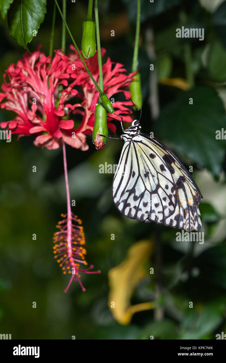 Paper Kite Butterfly (Idea leuconoe) Stock Photo