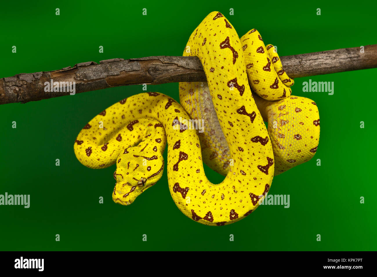 Immature Green Tree Python (Morelia viridis) Stock Photo