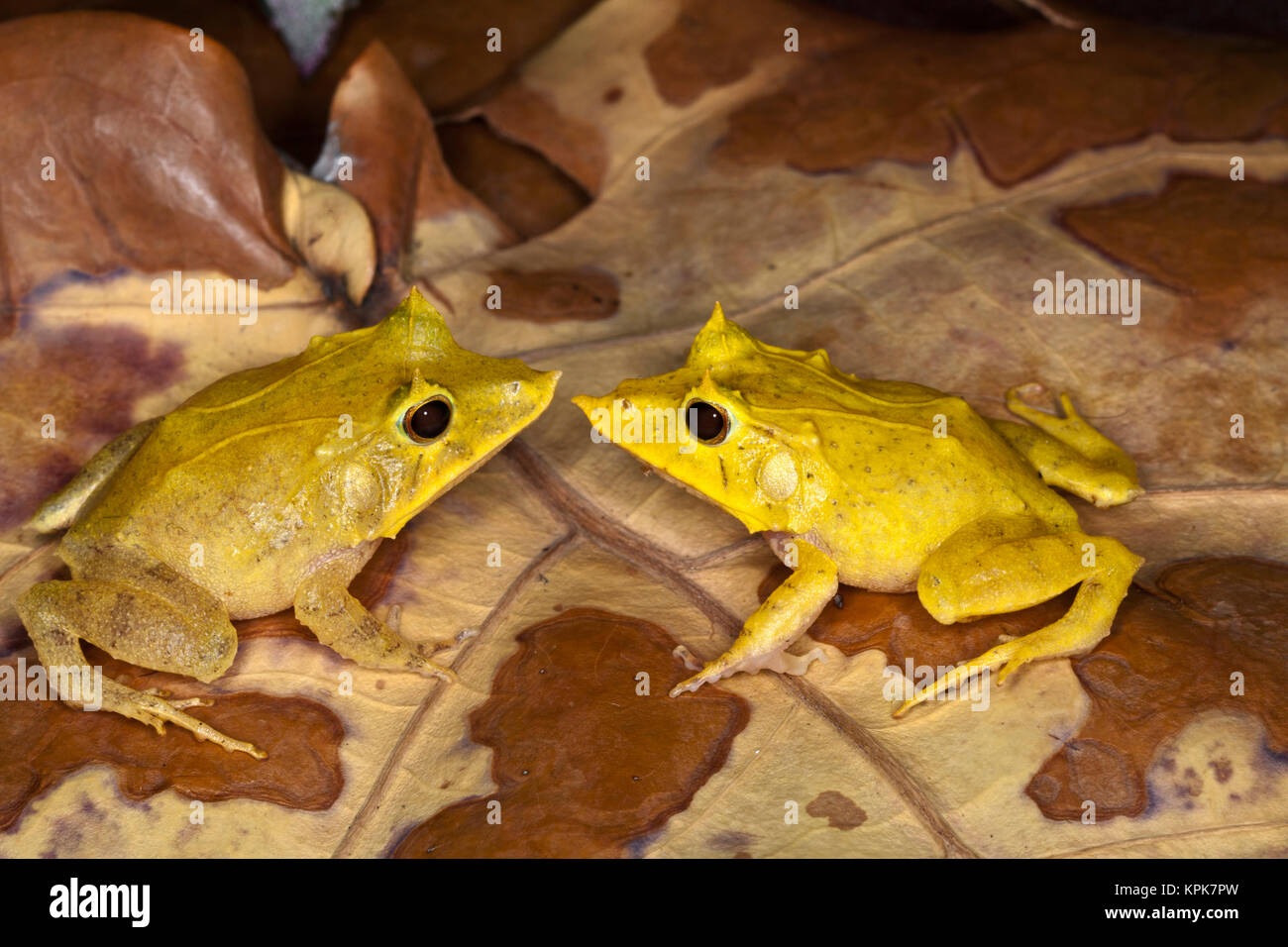 Solomon Island Leaf Frog (Ceratobatrachus guentheri) Stock Photo