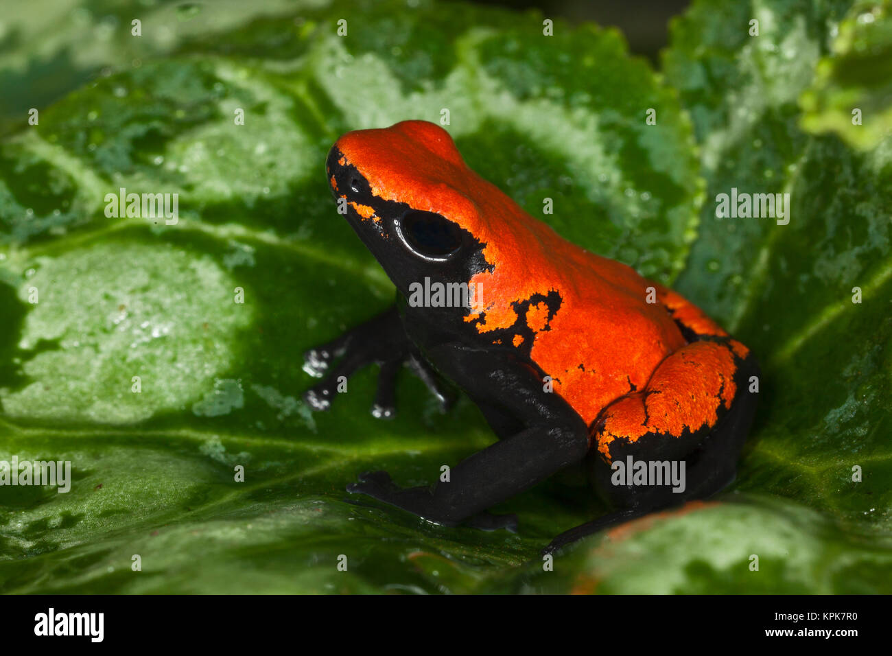 Splash-Backed Poison Frog (Dendrobates galactonotus) Stock Photo