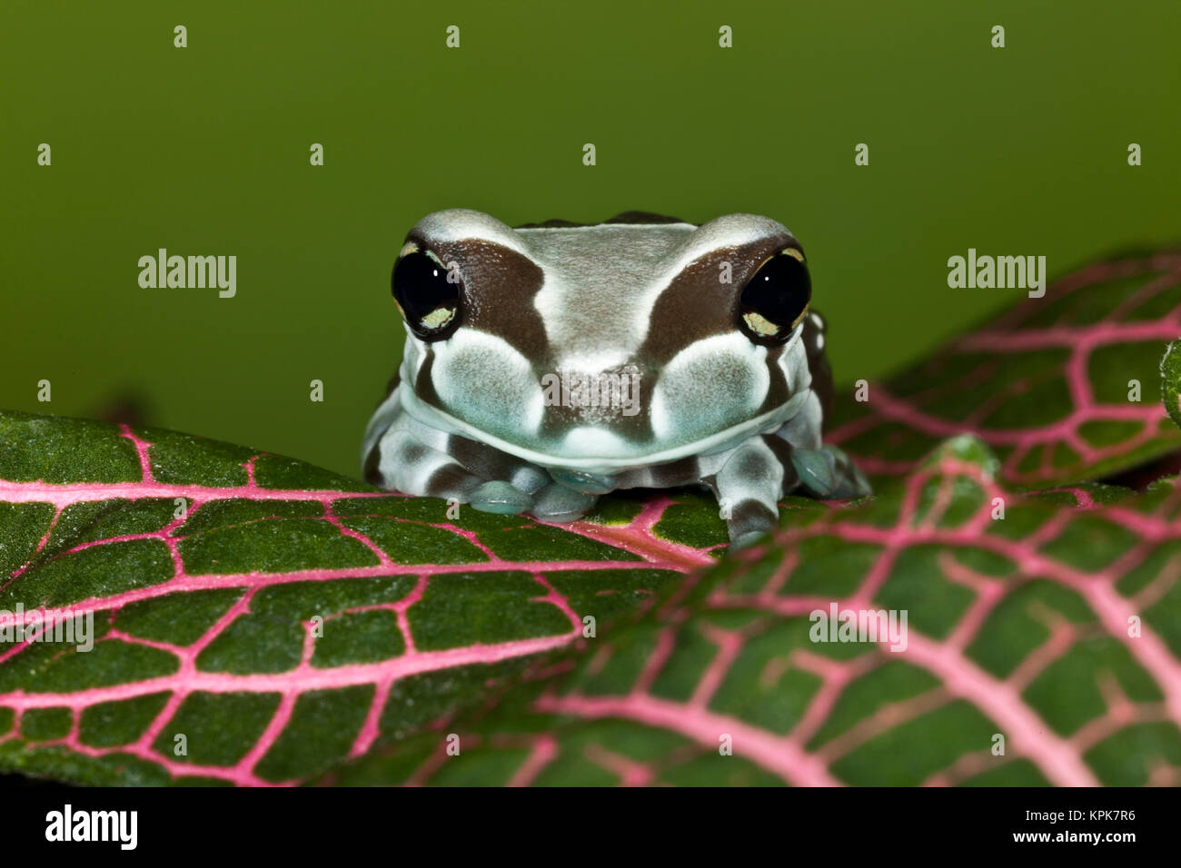 Amazon Milk Frog (Trachycephalus resinifictrix) Stock Photo