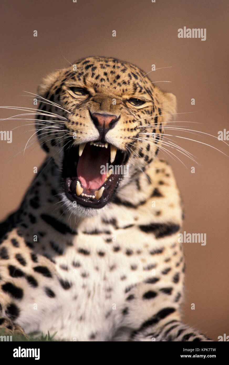 Africa, East Africa. African Leopard (Panthera pardus), captive Stock Photo