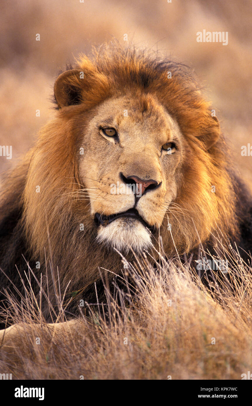 Africa. Male African Lion (Panthera leo Stock Photo - Alamy
