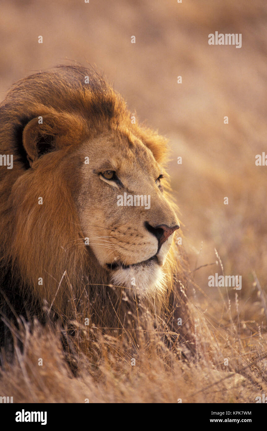 Africa. Male African Lion (Panthera leo Stock Photo - Alamy
