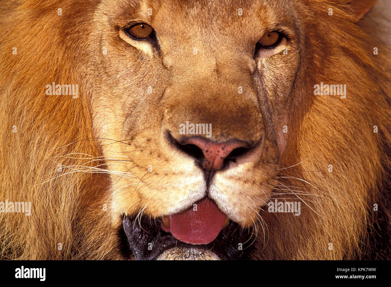 Africa. Male African Lion (Panthera leo Stock Photo - Alamy