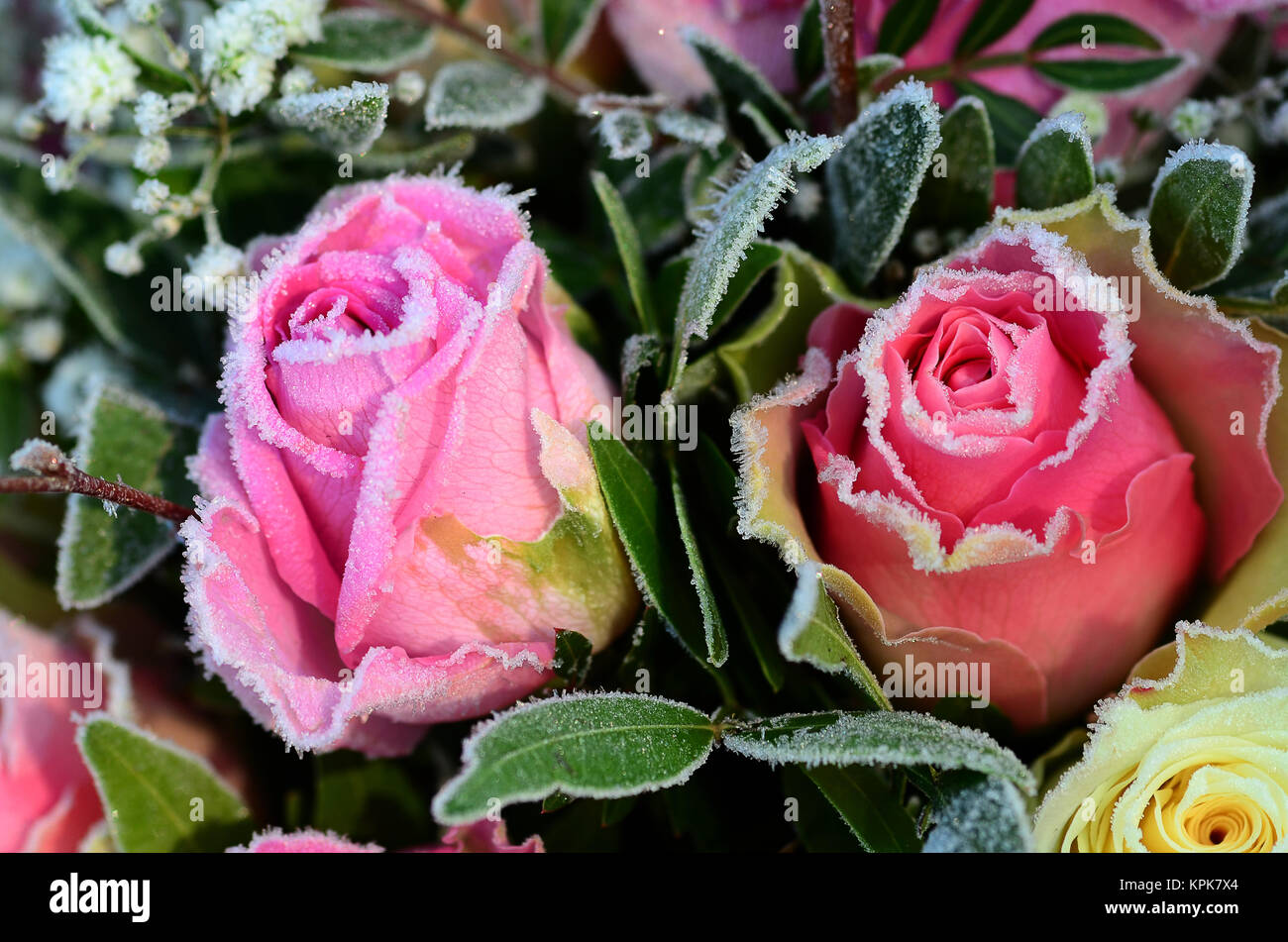 Two roses hi-res stock photography and images - Alamy
