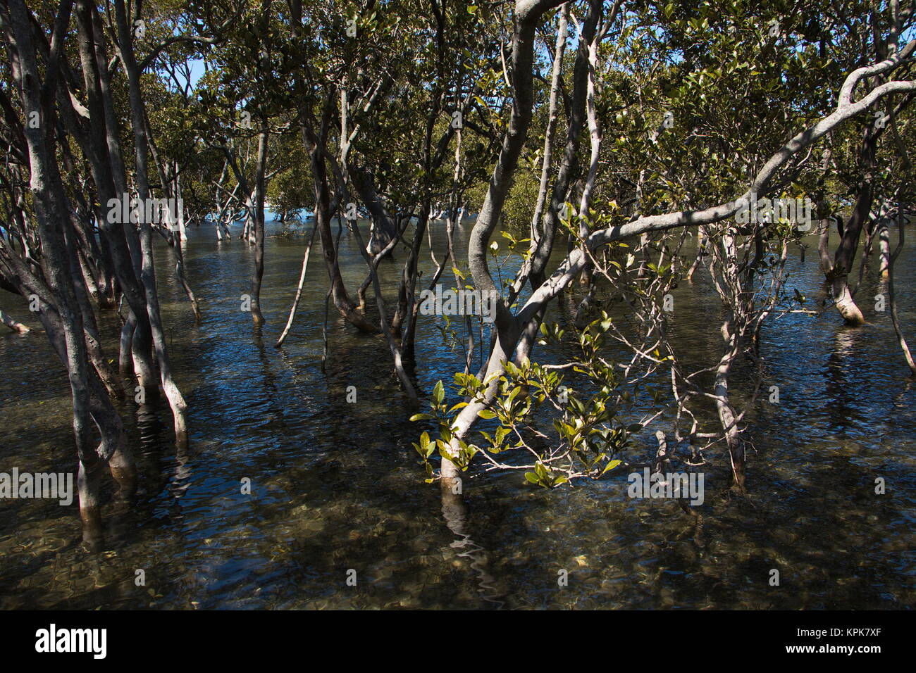 mangrove forest in australia Stock Photo