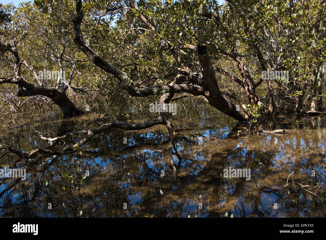 mangrove forest in australia Stock Photo