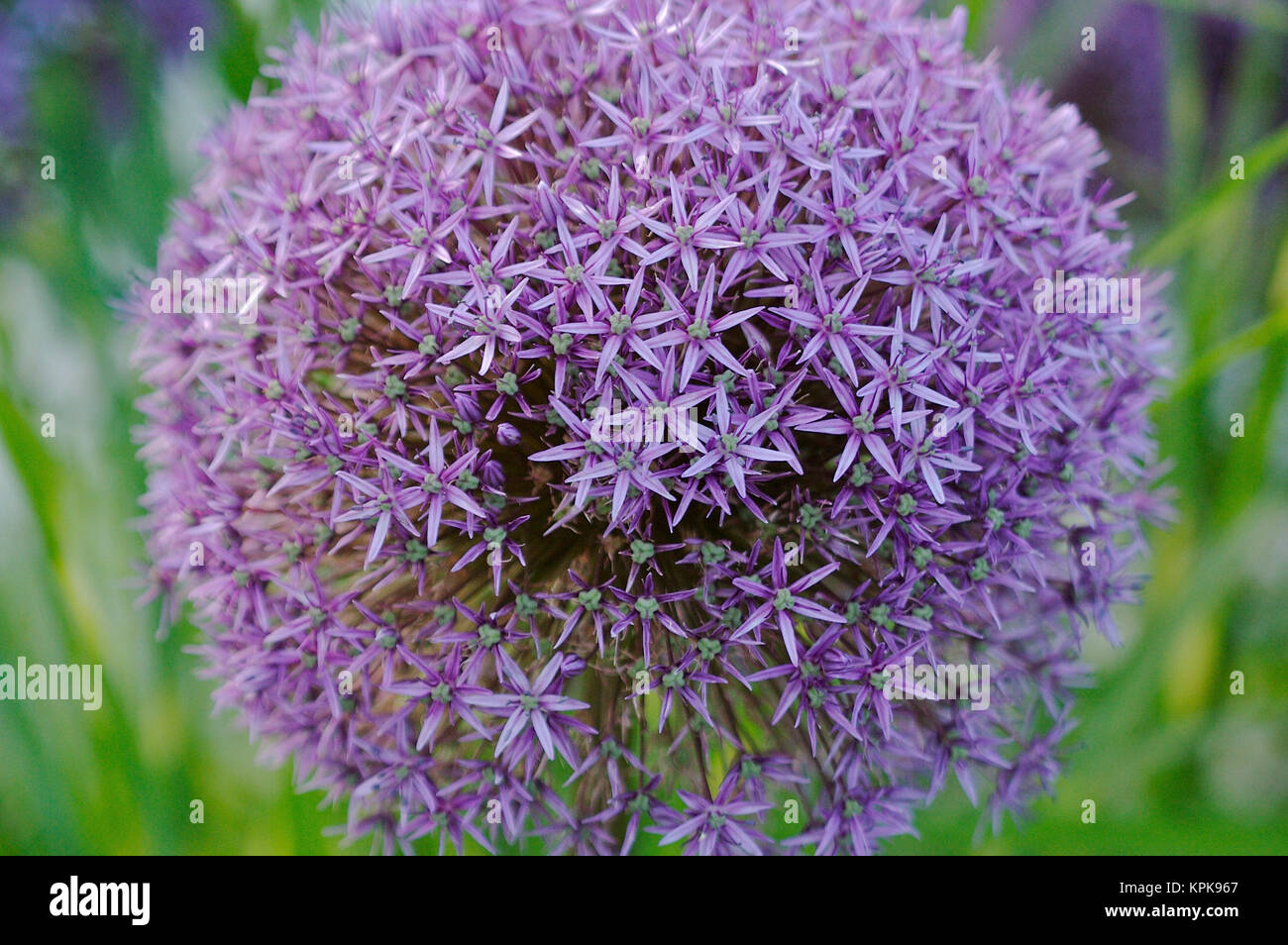 USA, Massachusetts, Shelburne Falls. The Bridge of Flowers Stock Photo