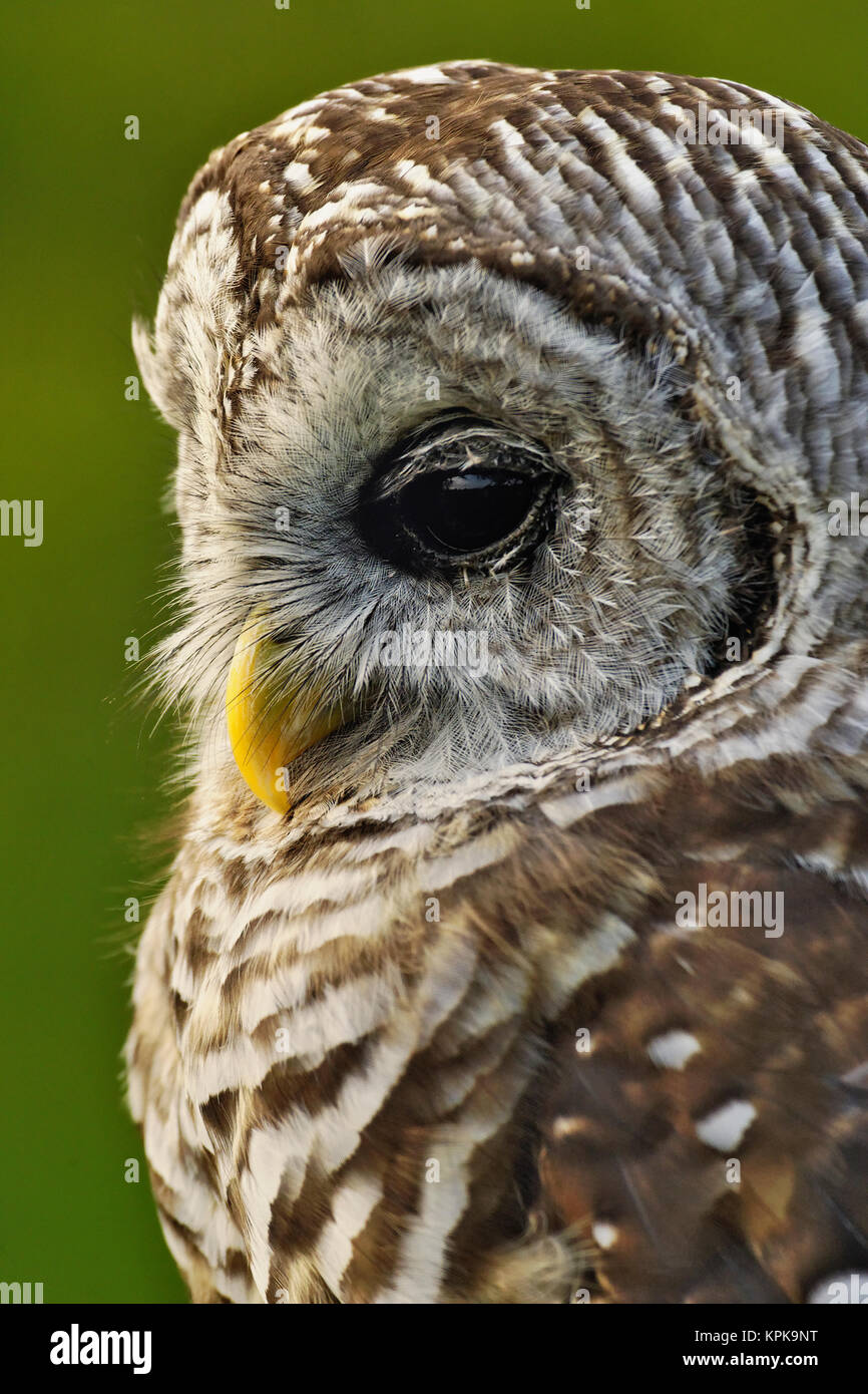 Strix Vari Barred Owl, Strix varia, Michigan Stock Photo - Alamy