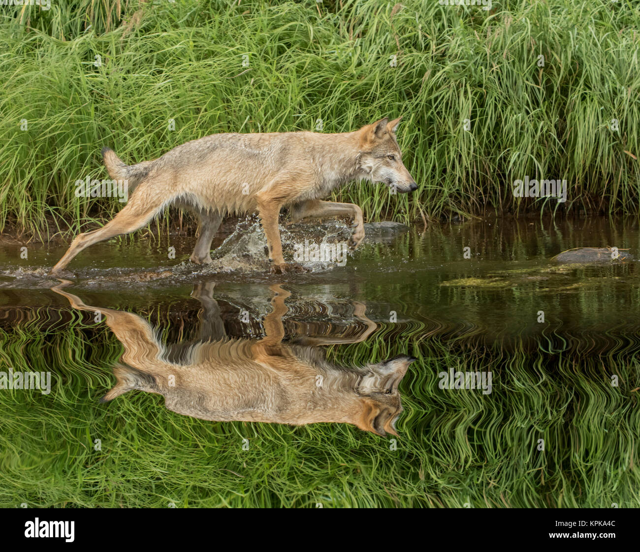 Gray Wolf running through water, Canis lupus (Controlled Situation) Minnesota Stock Photo