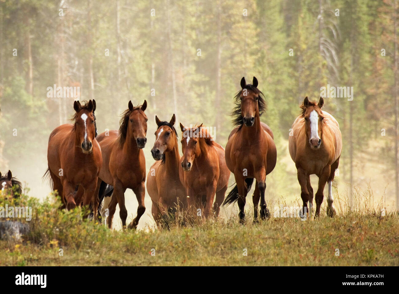 Horses cresting small hill during roundup, Montana. Stock Photo
