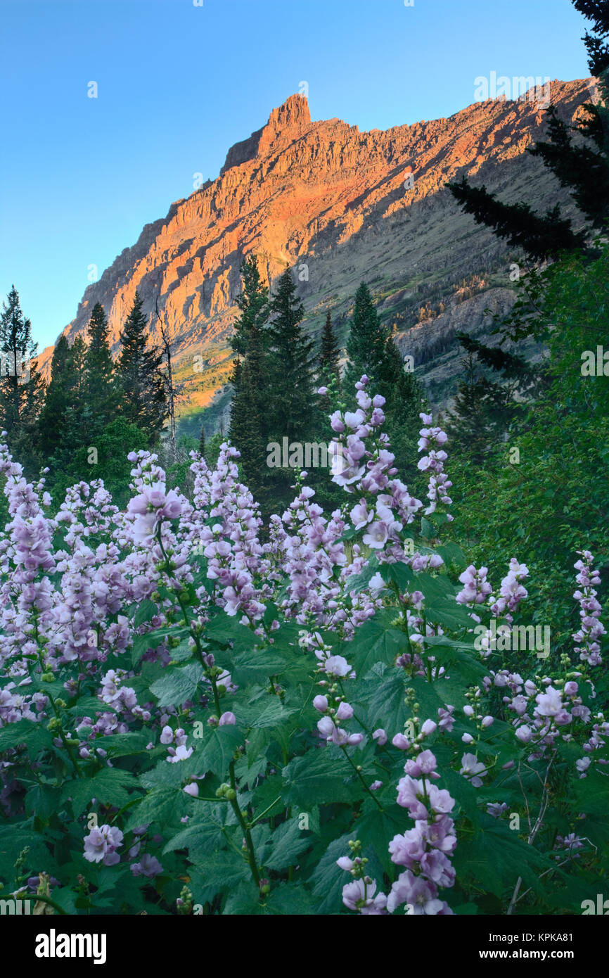 Mountain peak and flowers at sunrise, Glacier National Park, Montana ...