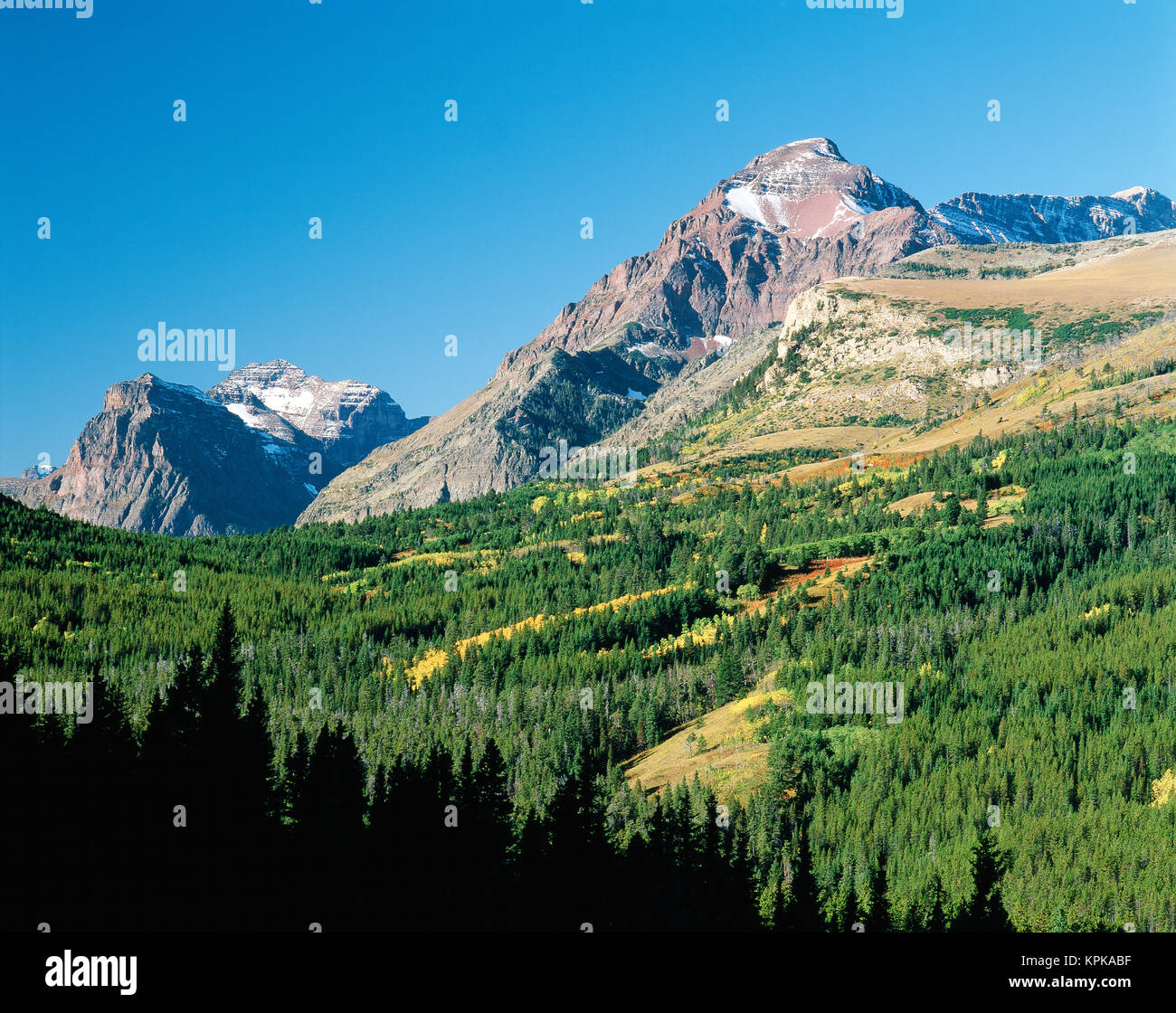 USA, Montana, Aspen trees in autumn among pine forest (Large format