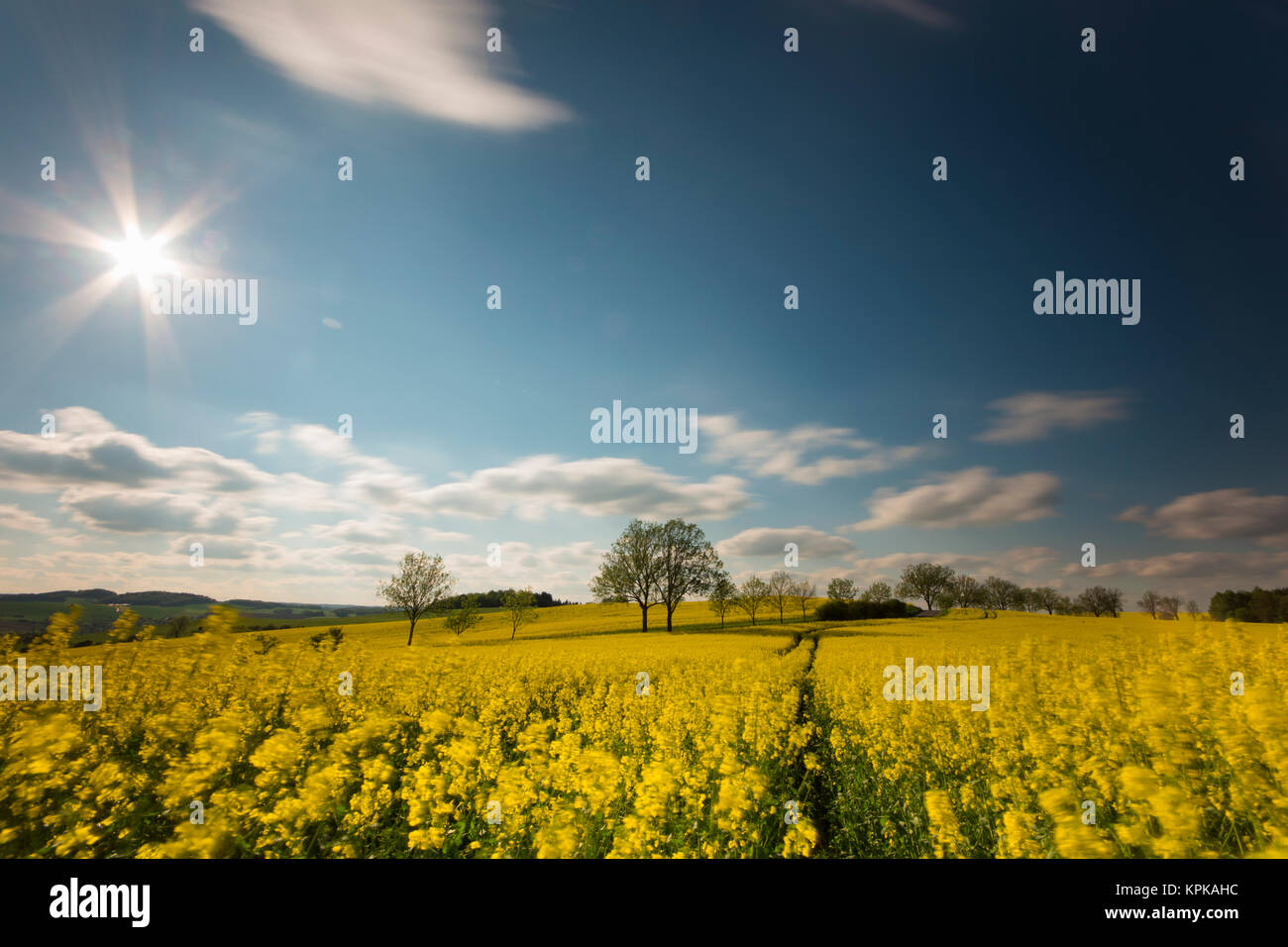 Blühende Rapsfelder mit langen Schatten und schönen Wolken Stock Photo