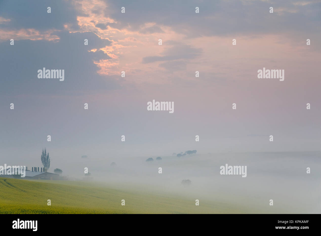Blühende Rapsfelder mit langen Schatten und schönen Wolken Stock Photo
