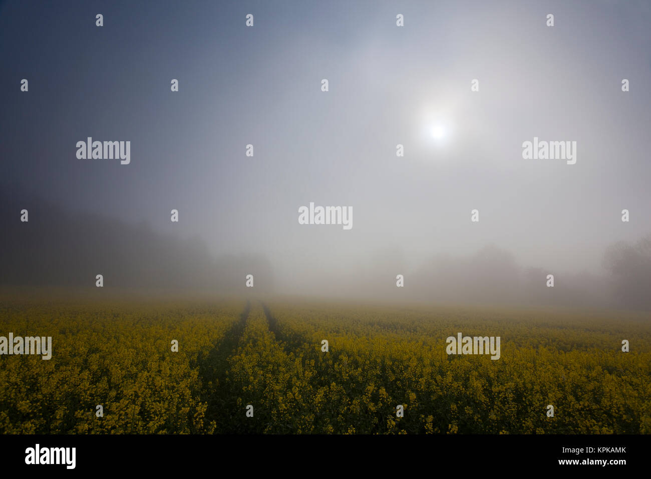 Blühende Rapsfelder mit langen Schatten und schönen Wolken Stock Photo