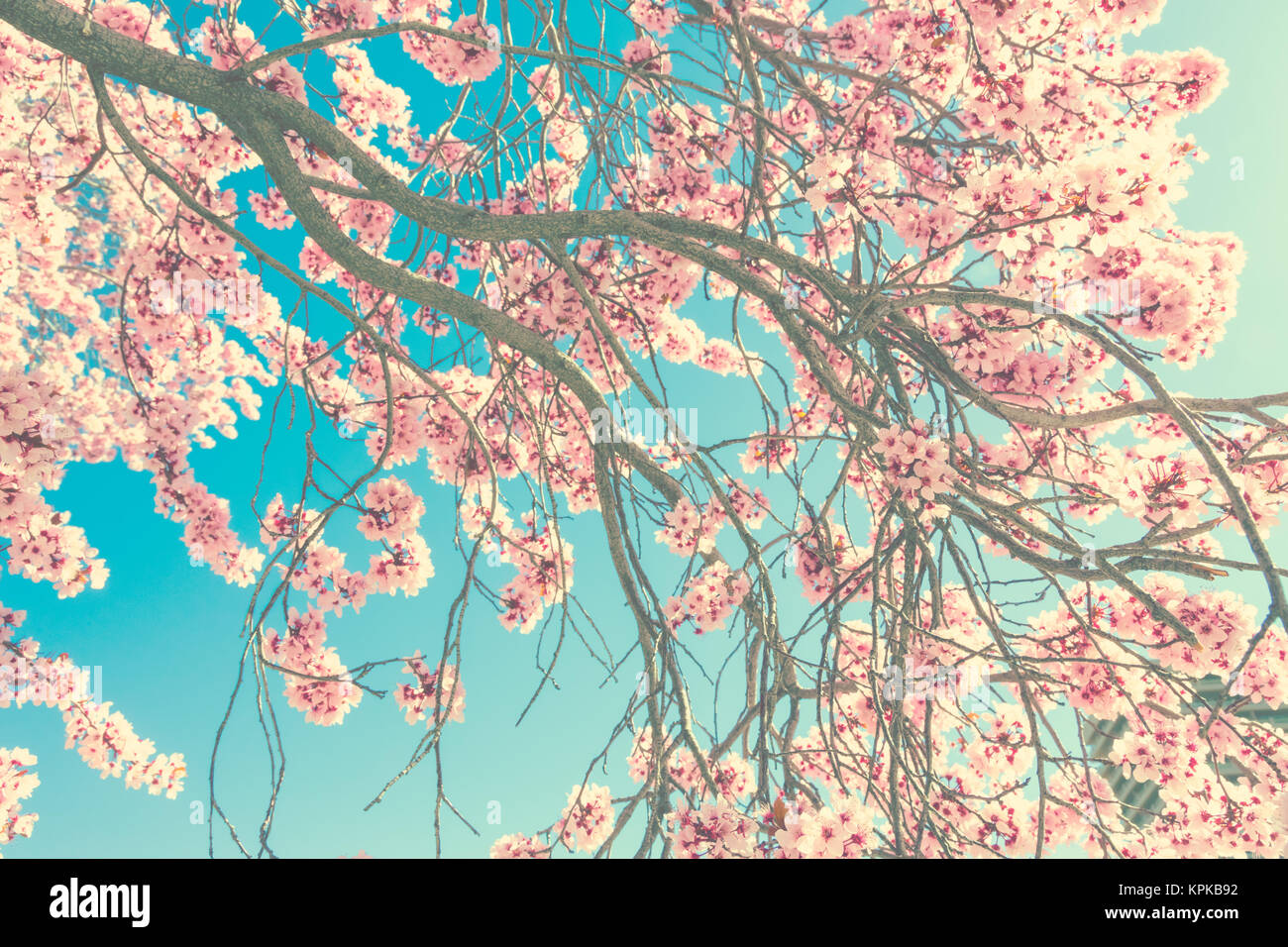 Sun rays cherry blossom garden hi-res stock photography and images - Alamy