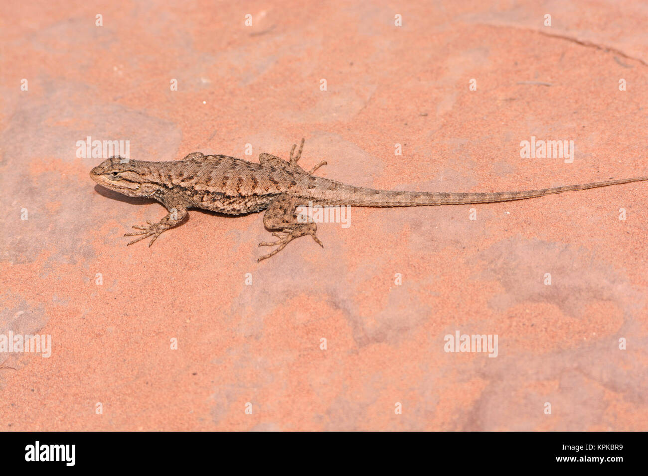 Desert Spiny Lizard in the wilderness Stock Photo