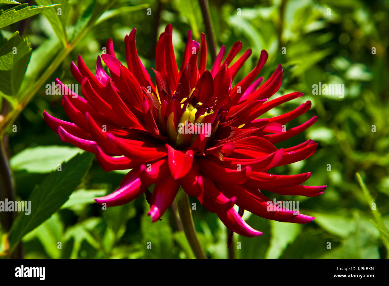 Dahlien Rhizome 2 Stück - Trockenheitsresistent & Winterhart - Pflegeleichte Gartenblumen - Bunt