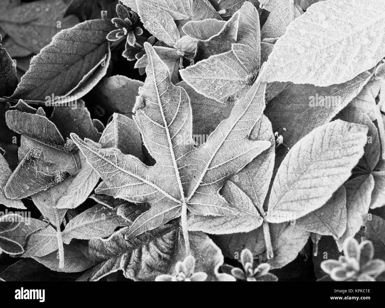 Bigleaf maple leaf Black and White Stock Photos & Images Alamy