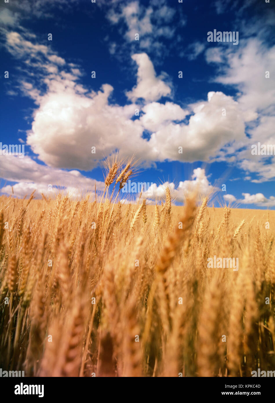 USA, Eastern Washington, Palouse Area, View of wheat field (Large format sizes available) Stock Photo