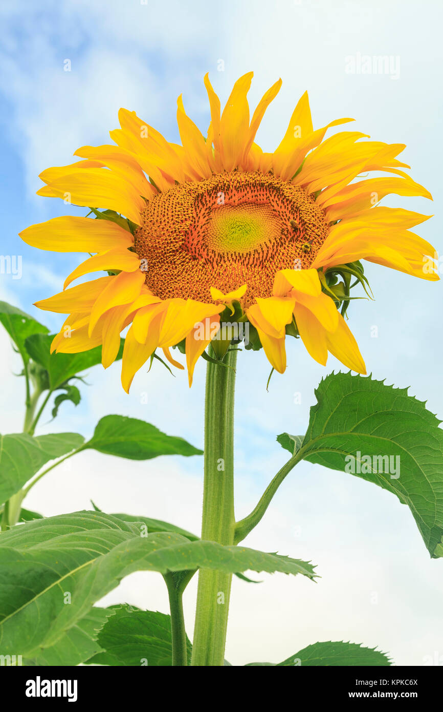 Sunflower, community garden, Moses Lake, WA, USA Stock Photo Alamy