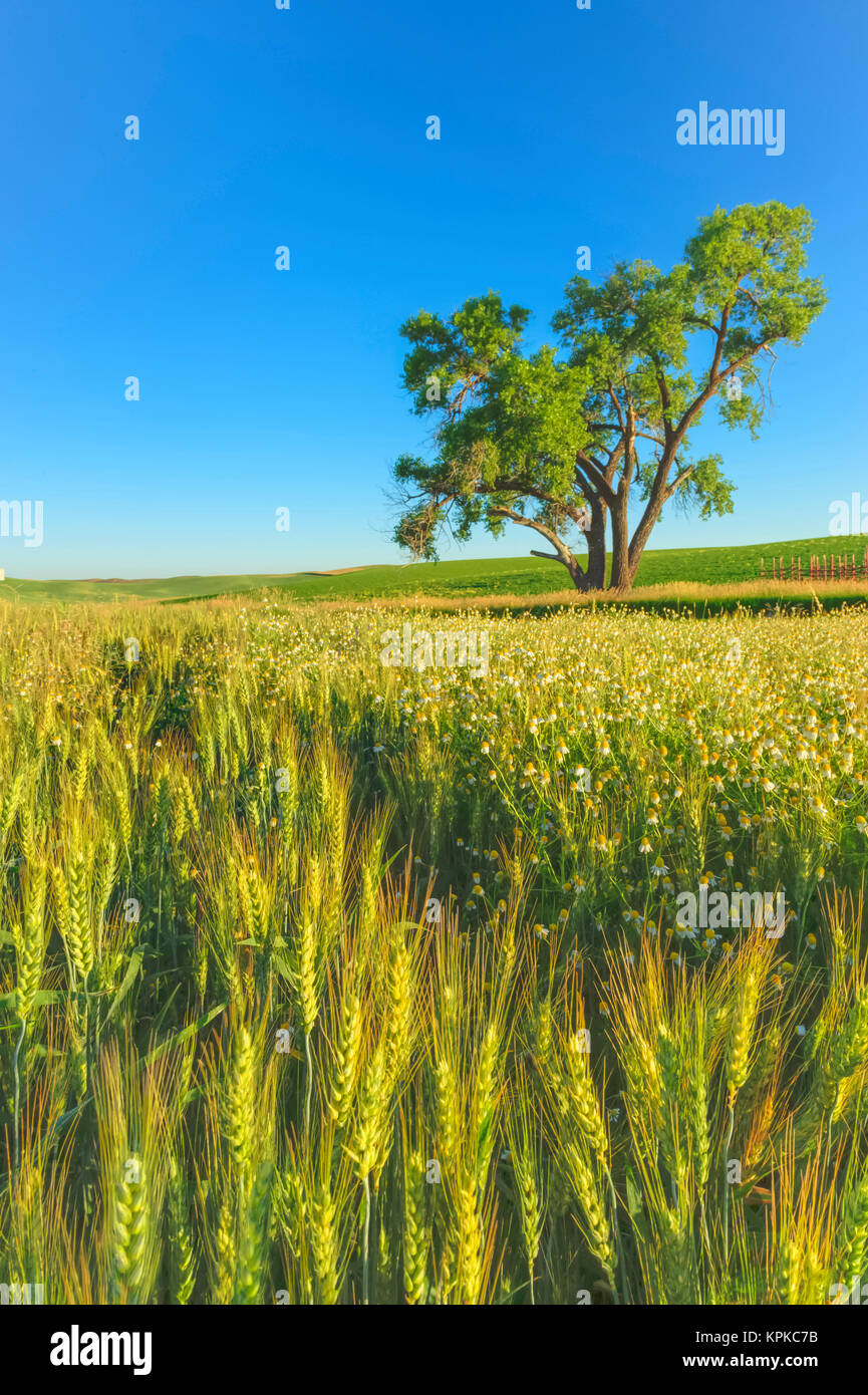 Oak Tree near Wheat fields, Palouse Area of Eastern Washington State