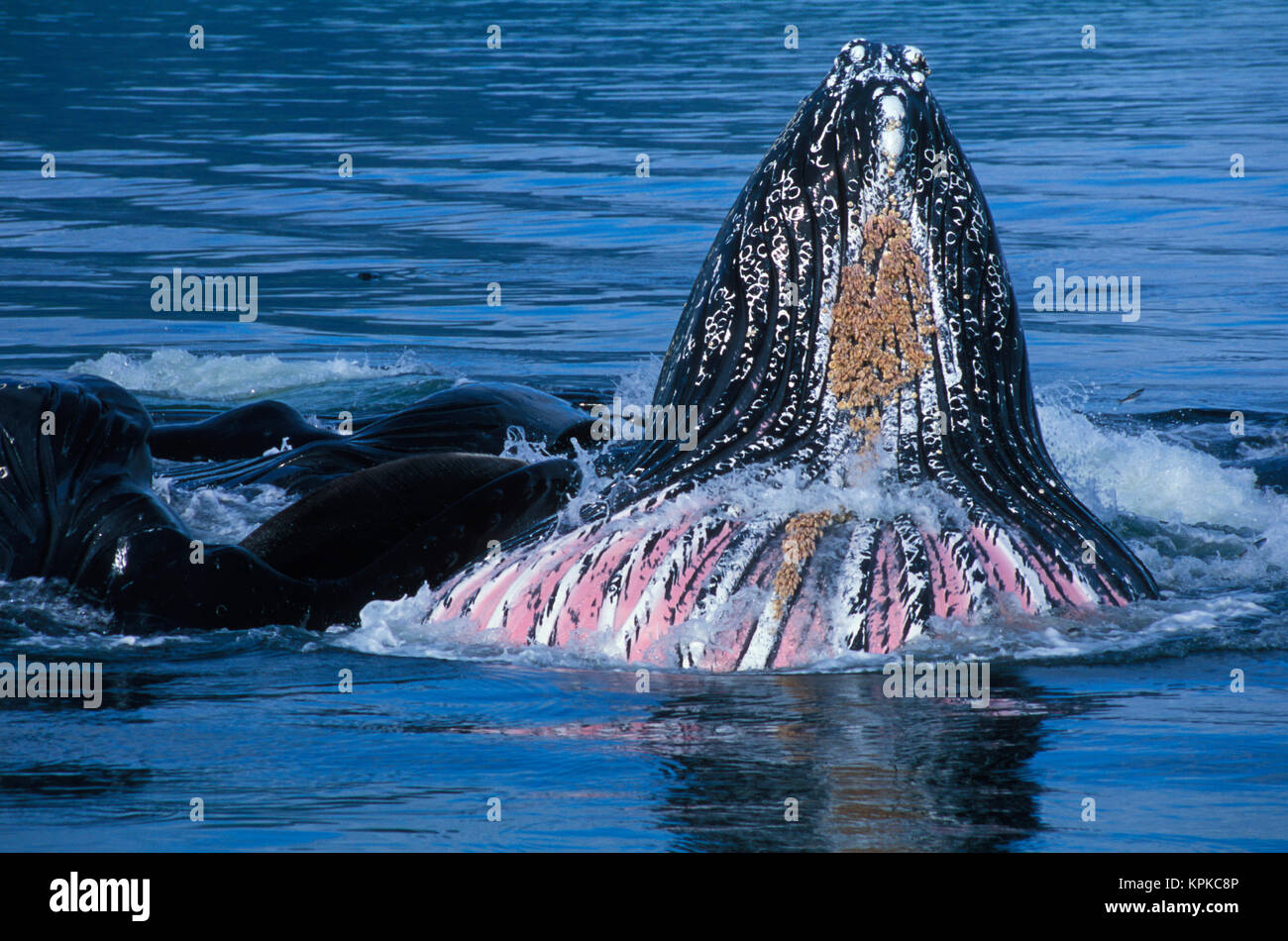 North America, USA, AK, Inside Passage.  Humpback Whales cooperative bubble net feeding.  Ventral throat grooves expand to feed revealing superficial blood supply Stock Photo