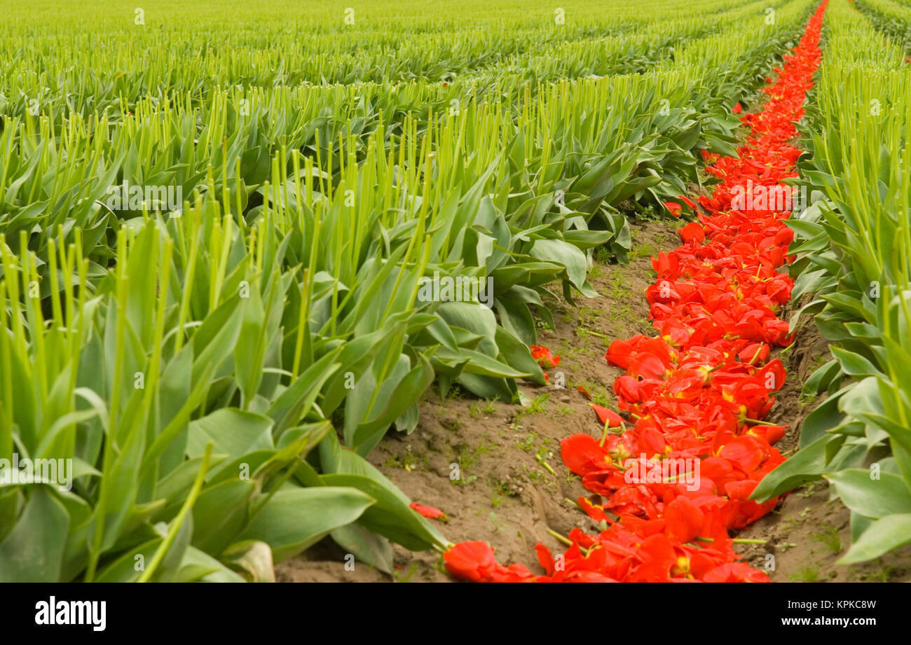 Bulbs Development USA, WA, Skagit Valley. Blooms topped to encourage bulb development ...