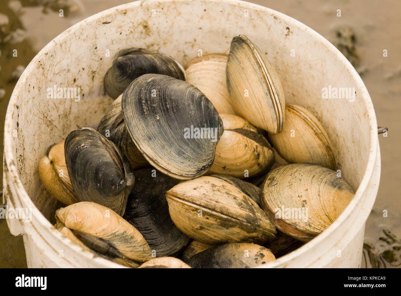 Clam digging washington hires stock photography and images Alamy