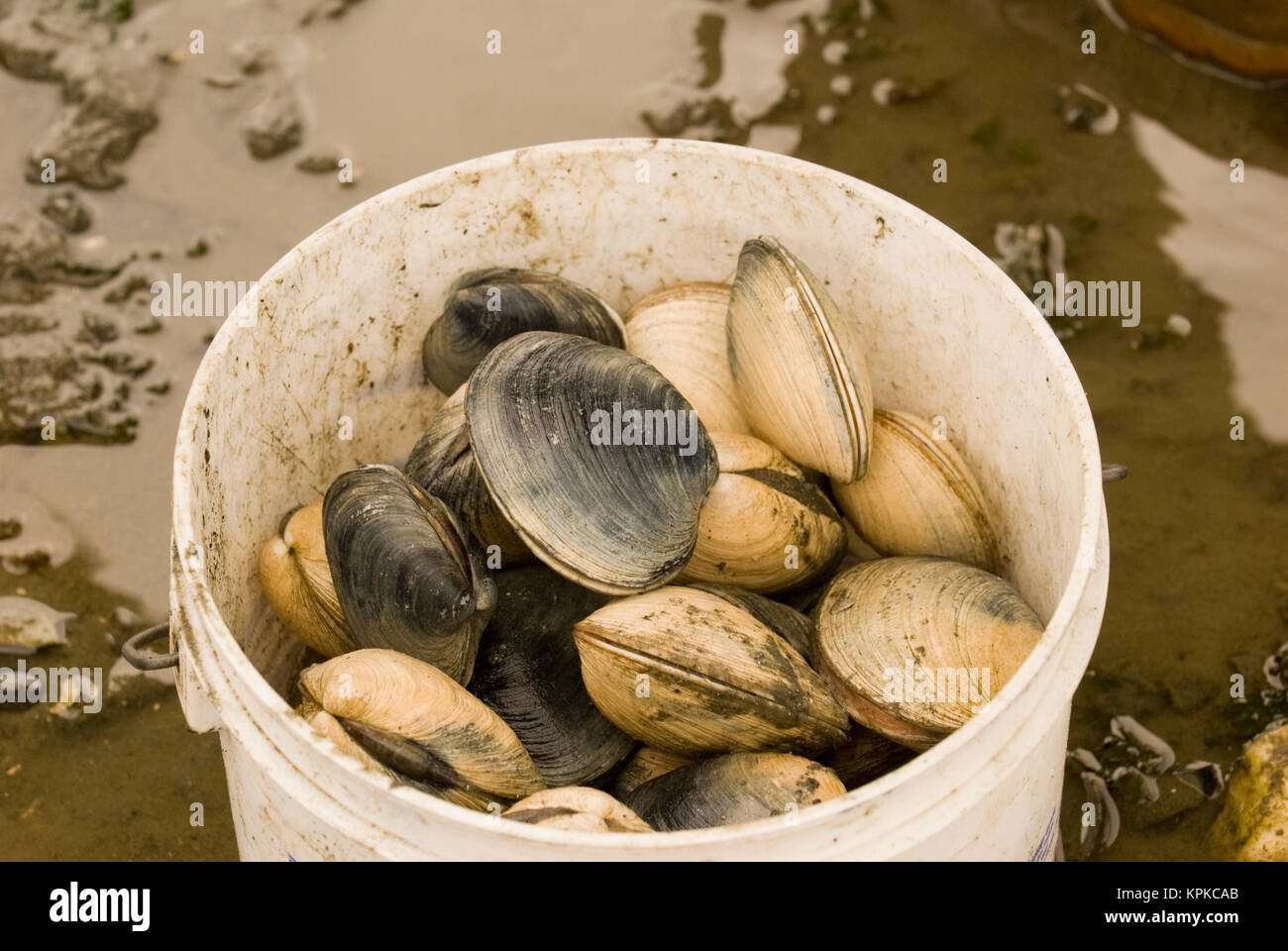 Clam digging washington hires stock photography and images Alamy