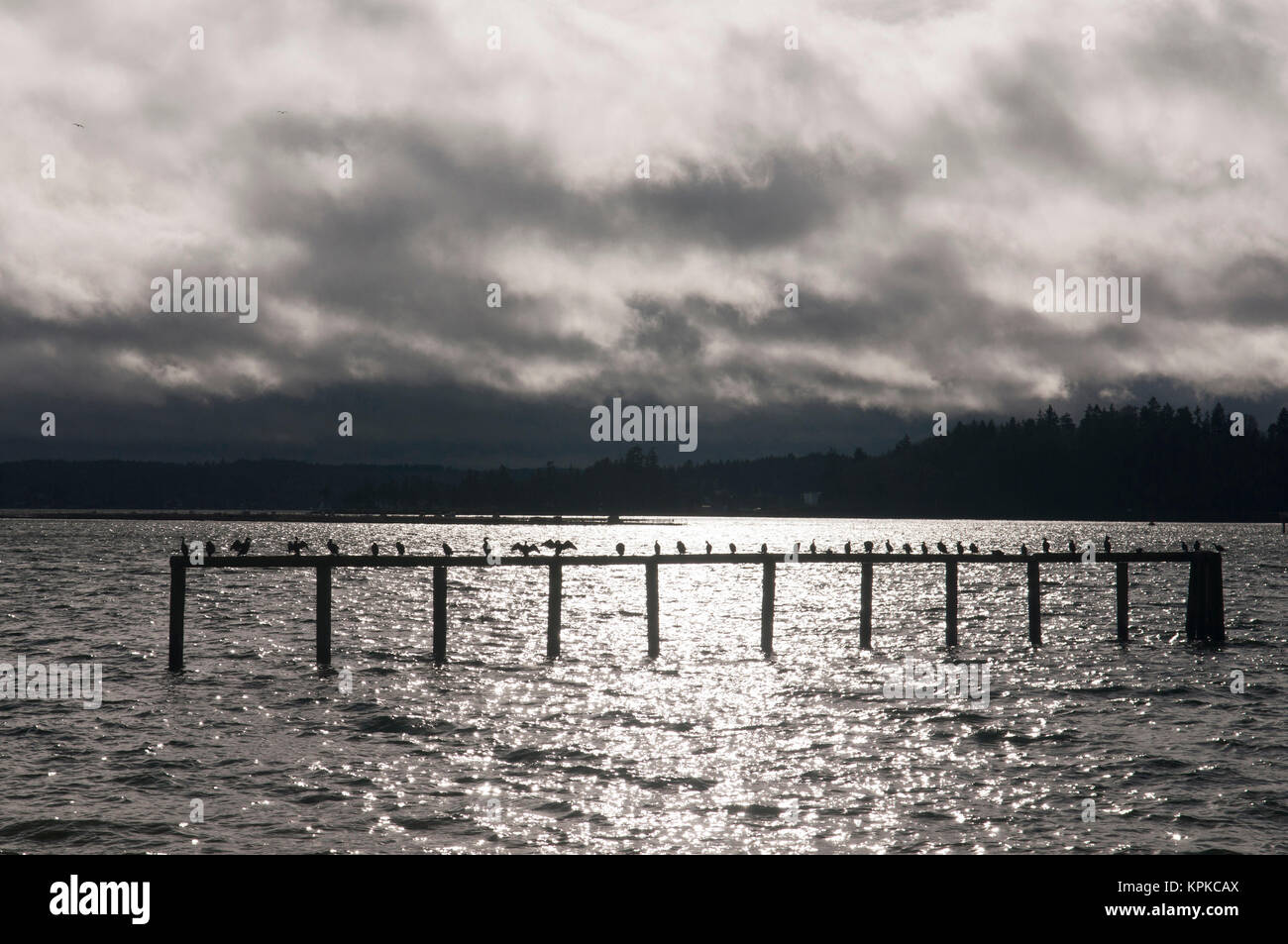 US, WA, Bainbridge Island, Rich Passage. Flock of cormorants (Phalacrocoracidae) perch on old pier remnant to dry wings. Weather approaching from south west makes dramatic backdrop. Stock Photo