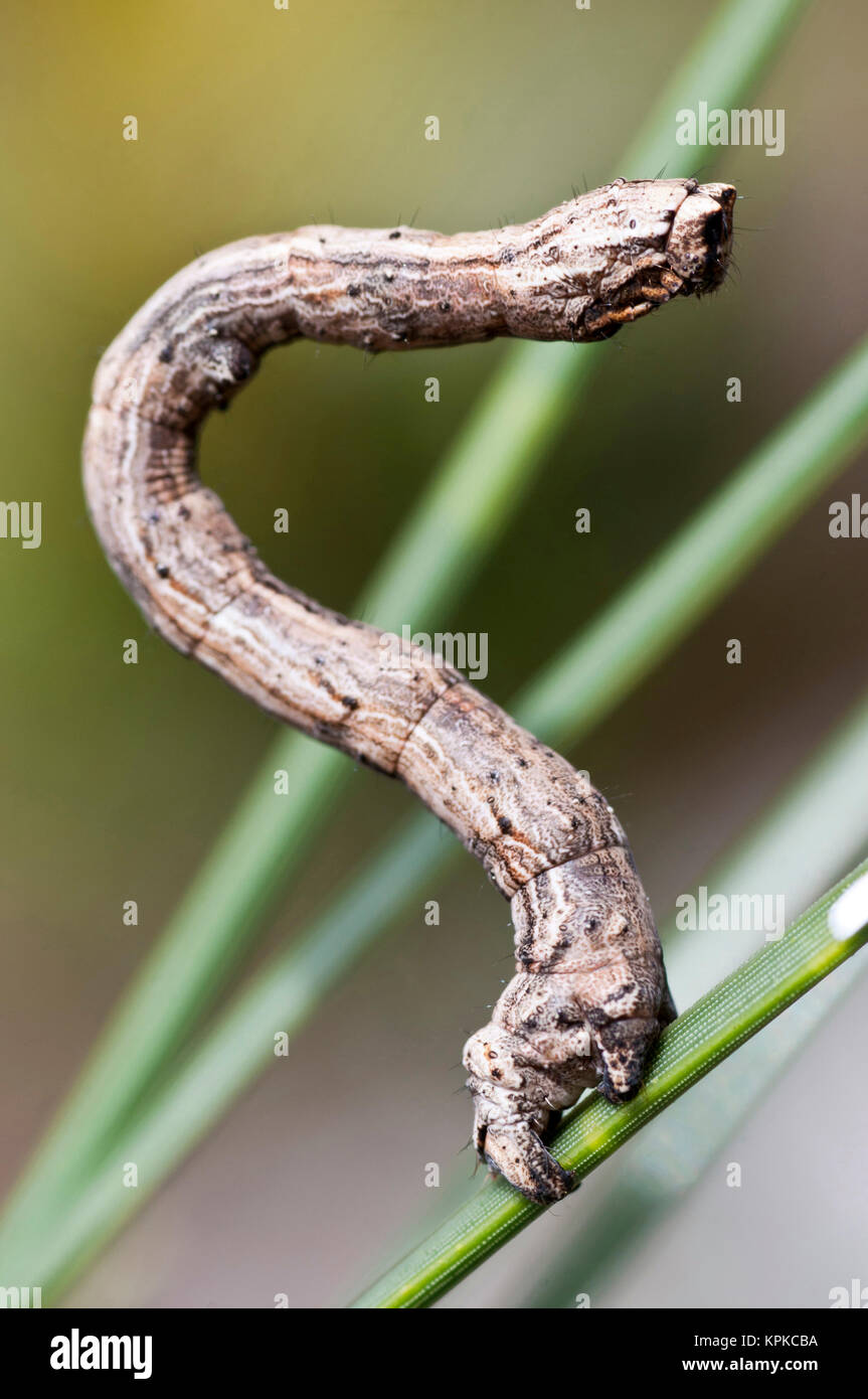 USA, WA, Bainbridge Island. Geometrid moth caterpillar had unique gait (inchworm) due to lack of central legs. Camouflages as twig. Stock Photo