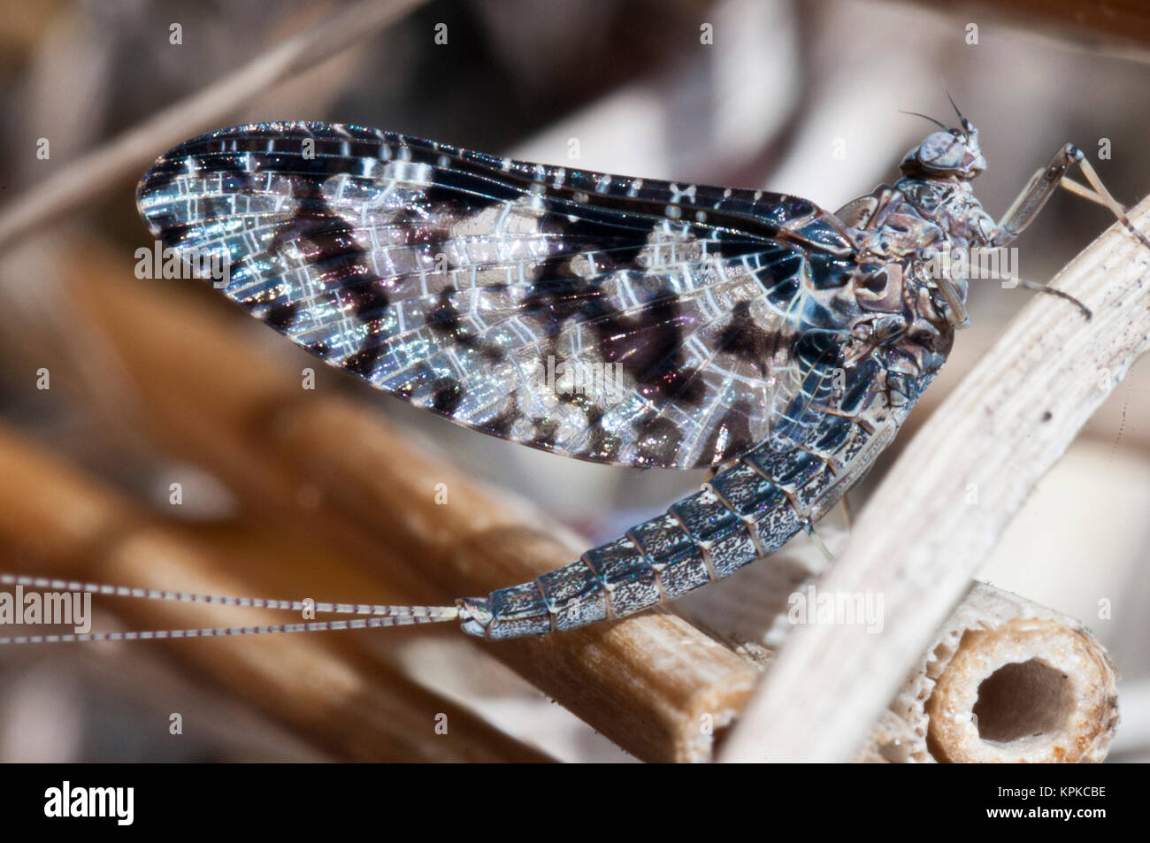 USA, WA, Bainbridge Island. Mayfly (Ephemeroptera) adults have very short life spans (hours to days) solely for purpose of reproduction. Stock Photo