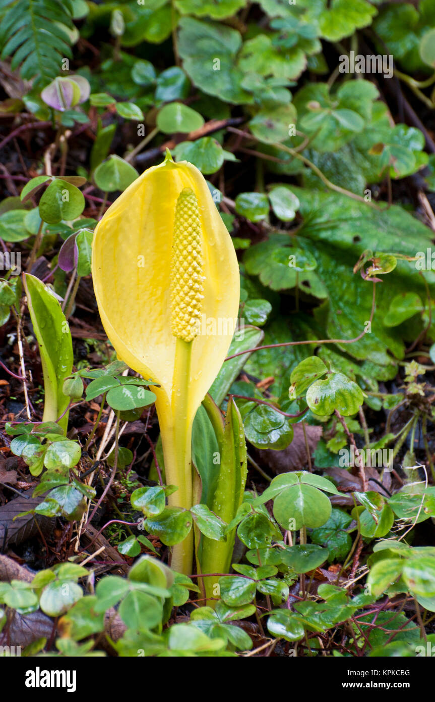 USA, WA, Bainbridge Island. Western Skunk Cabbage (Lysichiton americanus) is native to the Pacific Northwest found in wet woods and wetlands. Distinctive skunky odor that attracts pollinators Stock Photo