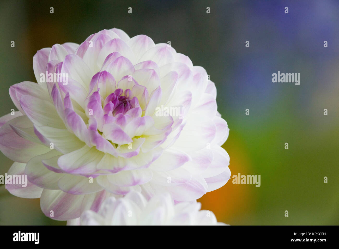 NA, USA, WashingtonState, Seattle, Backyard Flowers, Purple edged White
