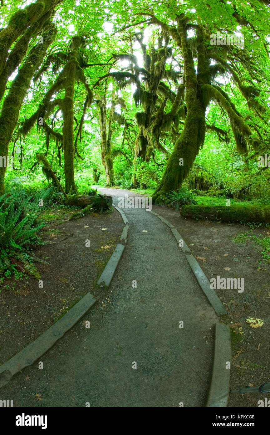 NA, USA, Washington, Olympic NP. Fresh Spring green of the rainforest, Hiking Trail in Spring Fresh Green of the Hall Of Mosses Hoh Rainforest. Stock Photo