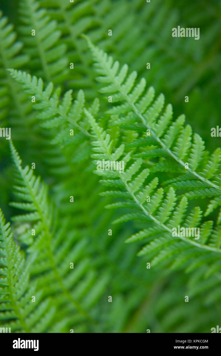 Row of ferns hi-res stock photography and images - Alamy